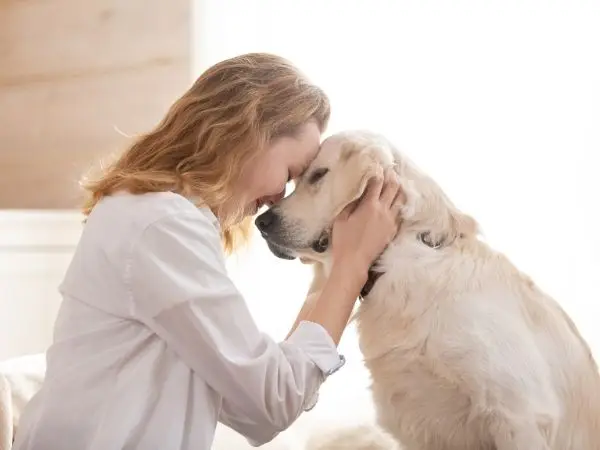 Who Gets the Pets? Understanding Pet Custody in Divorce in South Africa